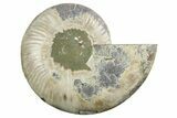 Cut & Polished Ammonite Fossil (Half) - Madagascar #347537-1